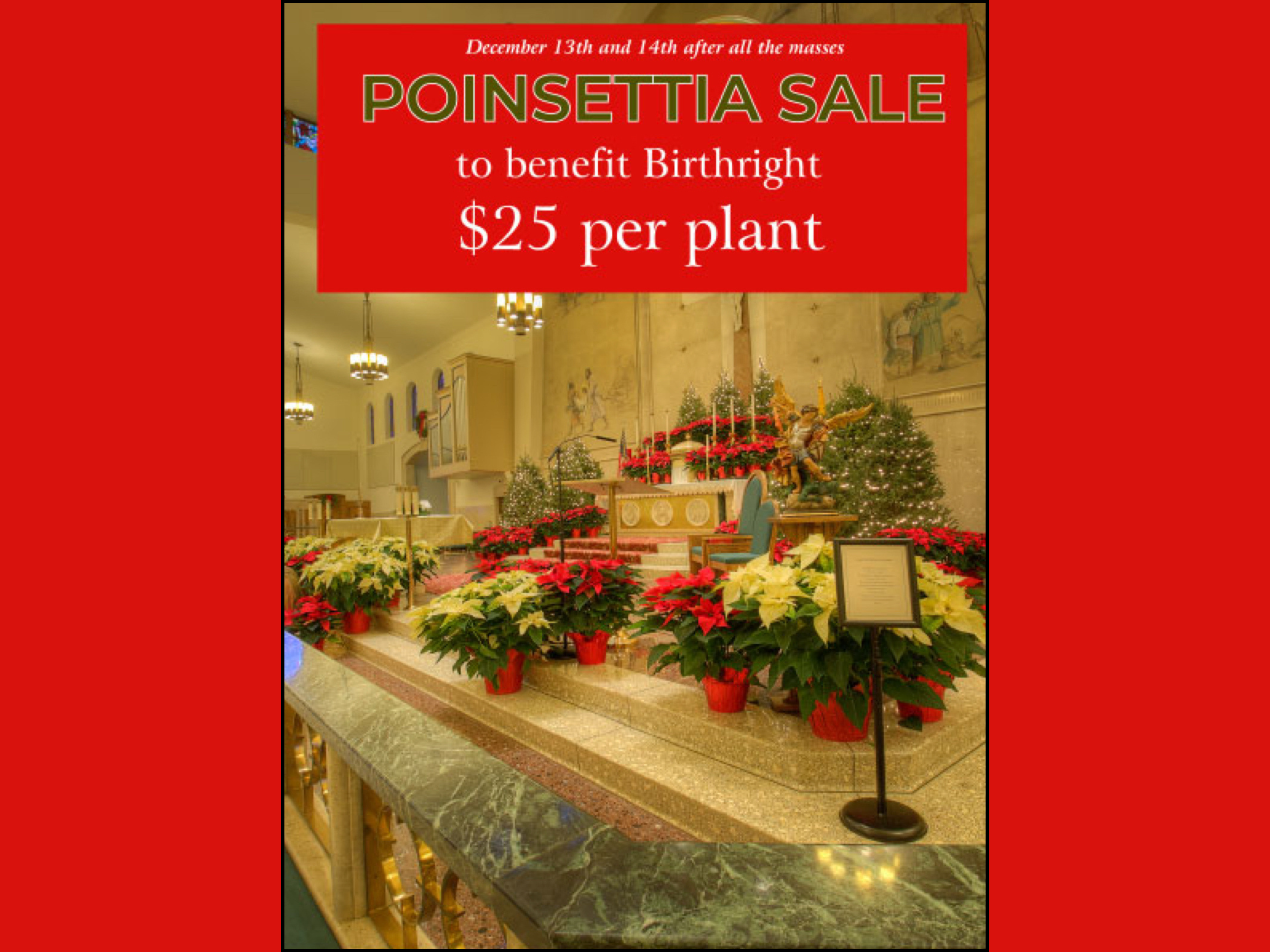 Poinsettia Sale - Dec. 13-14th 